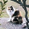 ロン毛の三毛猫＠びくに