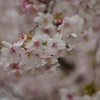 根上山「大漁桜」