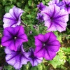 ペチュニアの花たち