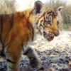 ネパールに暮らすトラの生息数が10年で約2倍　それでも絶滅の危機は続く