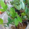 木萩を挿し木・・・。