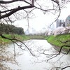 千鳥ヶ淵から北の丸公園。桜見物。。