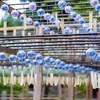 京歩き・清涼パワースポット・・・