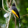 ベリーズ　アルツンハ遺跡公園の Black-headed Trogon（ブラックヘディド　トロゴン） 