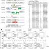 【文献紹介】移植を用いない造血・血球分化の研究