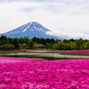 「2016年 黄金週間撮影紀行  -1- 」 富士山と芝桜のリベンジ撮影！！果たして結果は・・・