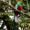 コスタリカ　サベグレ谷の野鳥たち