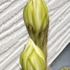 そろそろ咲きそうな金盛丸の花