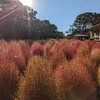 小金井公園の宿根草園にコキアを見に行ってみた。（小金井市桜町）