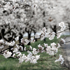 桜三題