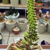 🌵多肉植物  爪蓮華の花芽をカット✂🌵