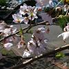 お花見をしてのんびり過ごした一日でした♪（桜の花が満開でした😊😊）