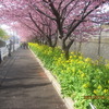 三浦の河津桜