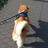 ビニール袋、だよ