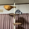 亡き猫の毛を保存する