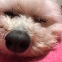 犬とファンタスティックな日常を🐕