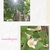 夏椿