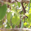 アオバネコノハドリ Blue-winged Leafbird