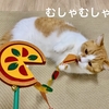 AwesomeStoreの猫じゃらしでピザをむしゃむしゃ。