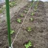 エンドウ　二月まき苗の定植
