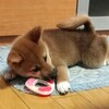 ７回目のうちのこ記念日