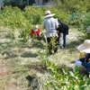 ブルーベリーの土を撒く　草刈り　コスモス