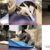 猫の寝姿を愛でる！！猫は寝る子 たまにはこんな投稿も良いのではないか？
