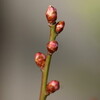 ウメの花芽がふくらみ、赤く見えました。