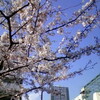 近所の桜　まだ元気です。