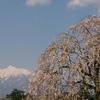 岩木山としだれ桜