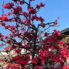 暖かな日に誘われて，アンズの開花が一気に進みました．そして今満開なのが，早咲きのボケ．見事なもの．勝手に置いていった植木屋さんに感謝です．ボケには寒ボケと普通のボケしか無いと思っていた私．この新参者は寒ボケと決め込んでいました．  しかし，寒ボケは秋から冬に開花するとのこと．そして，寒ボケ以外にも早咲きのボケもあると知りました．  今咲いている新参のボケは「早咲きのボケ」とするのが適当のようです．また花の色から，「ヒボケ」と言っていいのでしょう．  品種名は不明．余りに沢山あって，特定は困難でした．