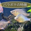 バラボテってどんなタナゴ？バラタナゴ×アブラボテのハイブリッド！