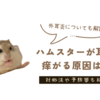 ハムスターが耳をかゆがる病気は？中耳炎や外耳炎、腫瘍の可能性も