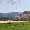 総社市　水内河原の桜