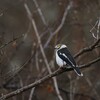 エボシメガネモズ(White-crested Helmetshrike)など