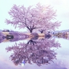 安曇野ちひろ美術館の桜2018