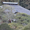 　（別所　常楽寺）