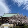 知らぬ間に桜が〜