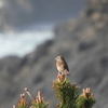 Song Sparrow on The Coast