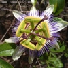 ウォーキングコースの花々