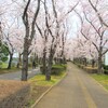 つくば公園通りと竹園西小学校のサクラ（2022）～つくば市とその周辺の風景写真案内（７３８）