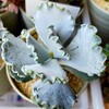 🌵多肉植物  フリフリな銀波錦 他🌵