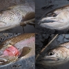 釣り人のサイズ申告は、だいたい盛られている。