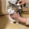 きなこもちの成長記録159