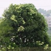 ミニバスの窓に筋引く青葉雨