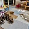 愛猫とゴロゴロ過ごす休日。