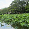 梅雨の晴れ間