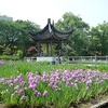 ハナショウブ咲く水月公園