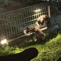 毎晩、たぬきの子ども兄弟がやってくる。
