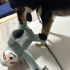 黒柴 🐶 つん